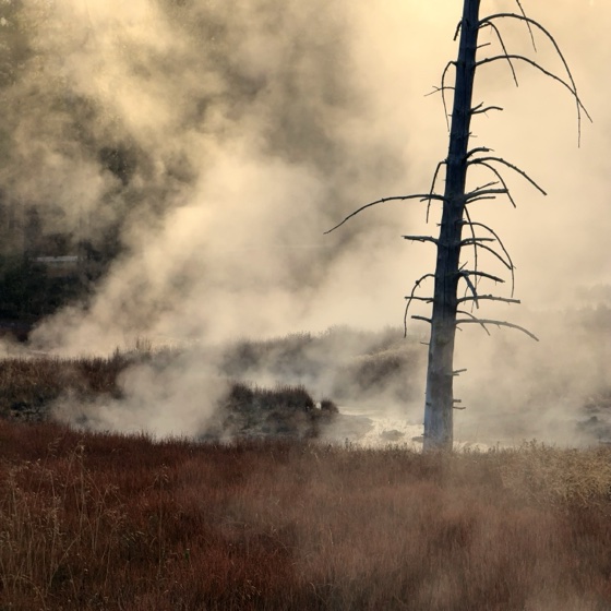 Steam drifting through a thermal basin at sunrise, a bare dead tree standing in the haze above red autumn grass.