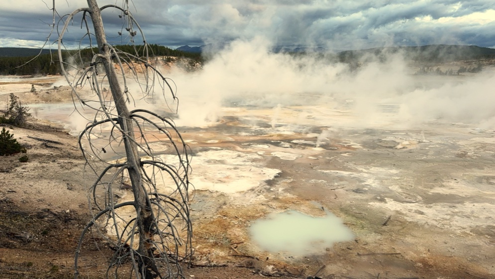 A geyser basin under storm clouds, steam rising off pale mineral flats around a milky green pool, a bleached dead tree in the foreground.