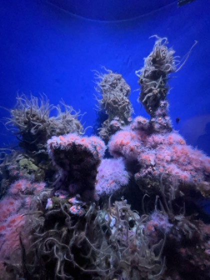 An aquarium tank in deep blue light, pink and white anemones massed across the reef.